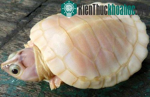 Những “bóng ma” trong tự nhiên ảnh 7