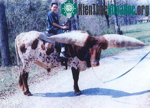 Gặp lại chú bò có cặp sừng vĩ đại nhất thế giới ảnh 7