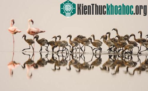 Đôi cánh đỏ thẫm: Bí ẩn của loài hồng hạc ảnh 8