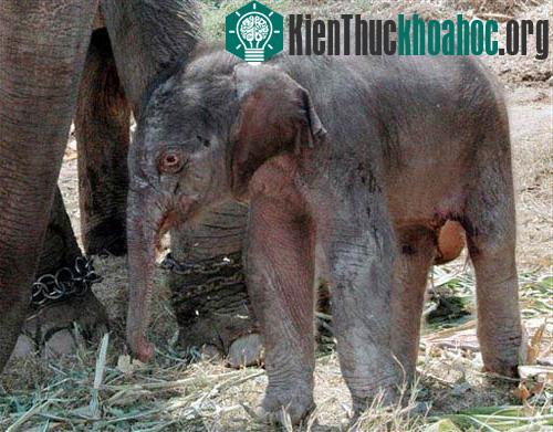Những sinh vật nhỏ bé đáng yêu ảnh 8