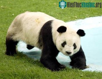 Vĩnh biệt “bà” tinh tinh già nhất thế giới ảnh 8