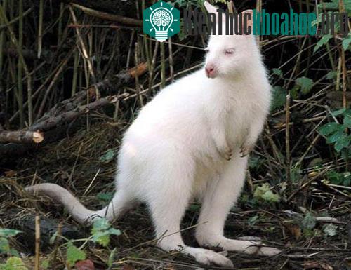 Những “bóng ma” trong tự nhiên ảnh 9
