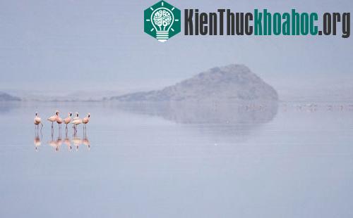 Đôi cánh đỏ thẫm: Bí ẩn của loài hồng hạc ảnh 9
