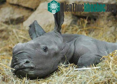 Những sinh vật nhỏ bé đáng yêu ảnh 9
