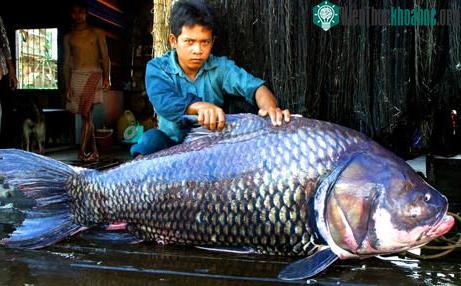 Những con cá nước ngọt “thành tinh” ảnh 9