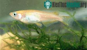 Cá Ricefish (Ảnh: fbas.co.uk)
