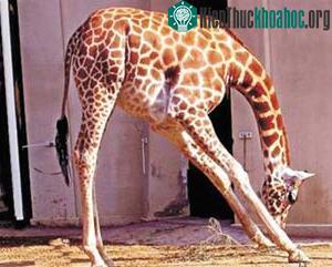 Do đâu lông hươu cao cổ có mùi hôi? ảnh 0