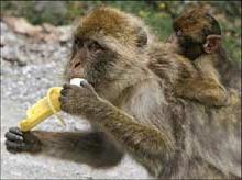 Khỉ rhesus macaque