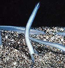 Cá van xương - Amphioxus