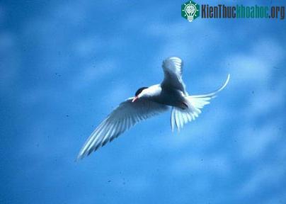 Một loại chim Thiên đường ở Alaska