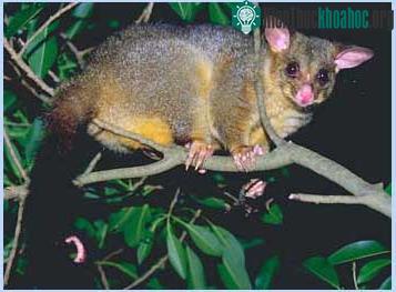 Thú có túi đuôi rậm - Trichosurus vulpecula