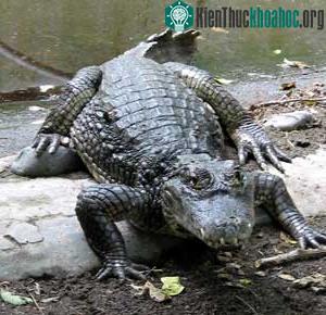Cá sấu Mỹ alligator