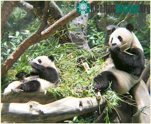 Gấu trúc Ailuropoda melanoleuca