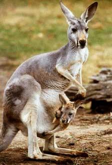 Chuột túi (Macropodidae) - Loài thú đẻ con cổ xưa ảnh 0