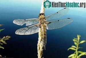 Chuồn chuồn di cư như chim ảnh 0