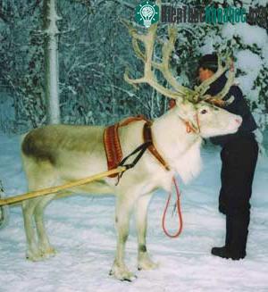 Reindeer - Tuần lộc