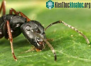 "Ngôn ngữ hóa học" của kiến gọi là kích tố