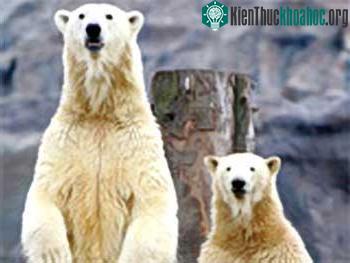 Greenland: Ra hạn ngạch săn bắn gấu trắng Bắc cực ảnh 0