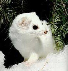 Chồn Ermine ảnh 0
