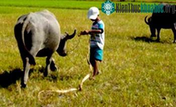 Cải tạo tầm vóc trâu nội ảnh 0