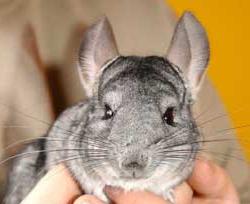 Chuột Chinchilla ảnh 0