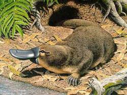 Thú mỏ vịt ảnh 0