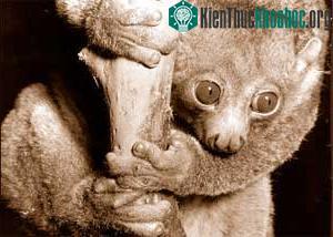 Vượn cáo Perodicticus Potto ảnh 0