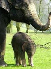 Voi sinh con sau cuộc điều trị hiếm hoi ảnh 0