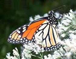 Mêxicô: nơi trú đông lý tưởng của loài bướm vua (Danaus plexippus) ảnh 0