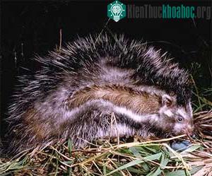 Chuột nhím Lophiomys imhausi ảnh 0
