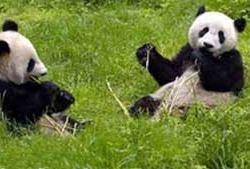 Đã xác định được quê hương của gấu trúc ảnh 0