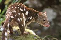 Thú có túi Australia giao tiếp qua... phân ảnh 0