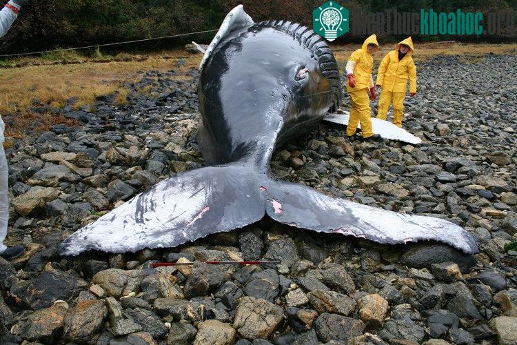 Một chú cá voi lưng gù bị mắc cạn ở Alaska, Mỹ.