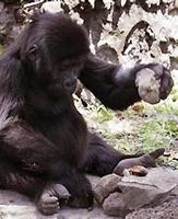 Gorilla có khả năng sử dụng công cụ ảnh 0