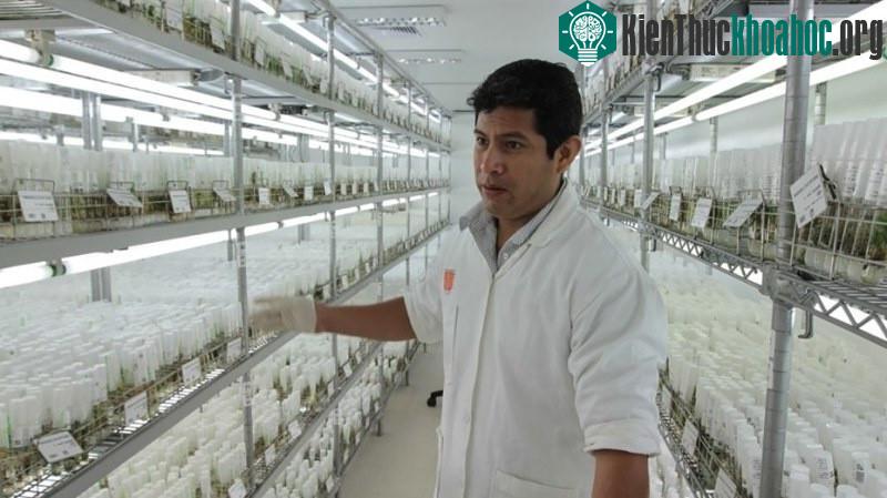 Khoai tây được trồng thử nghiệm mô phỏng điều kiện trên sao Hỏa trong Trung tâm Khoai tây Quốc tế ở Peru. (Ảnh: CIP).