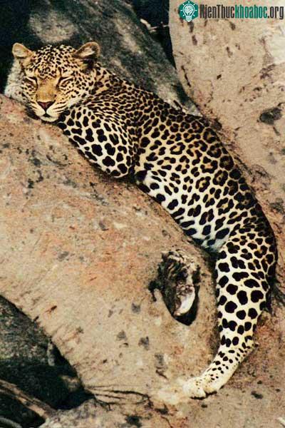 Một con báo đốm đang nằm trên cây tại Serengeti, Tanzania