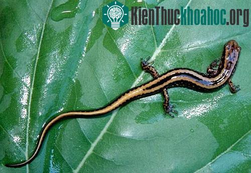 Loài kỳ nhông Eurycea guttolineata
