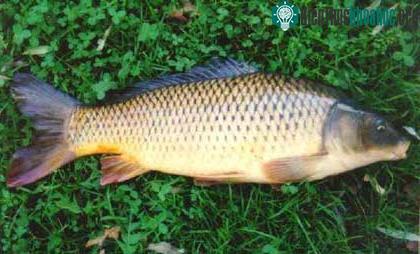 Cá chép - Cyprinus carpio