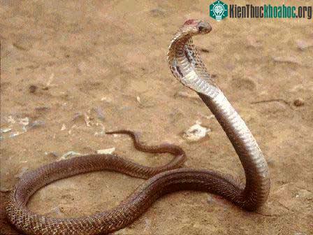 Asian Cobra