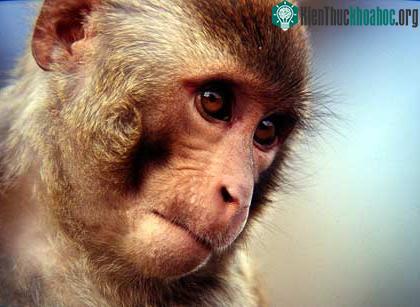Loài khỉ rhesus macaque có trong vùng vỏ não dưới thái dương những tế bào thần kinh phản ứng khi nhìn thấy một khuôn mặt quen thuộc