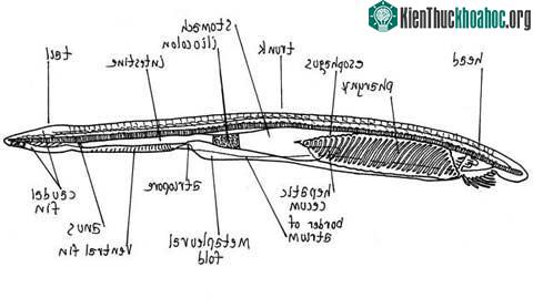 Cá van xương - Amphioxus