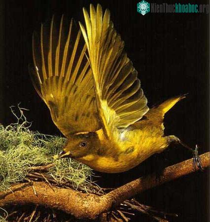Chim đinh viên - Ptilonorhynchidae