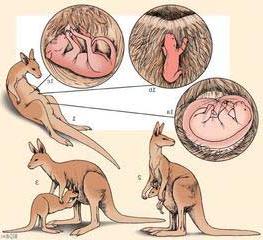 Chuột túi (Macropodidae) - Loài thú đẻ con cổ xưa ảnh 1