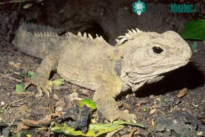 Kỳ nhông - Sphenodon punctatus