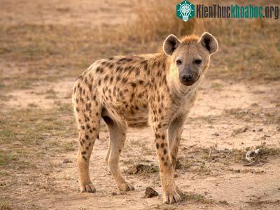 Linh cẩu đốm ở Kenya