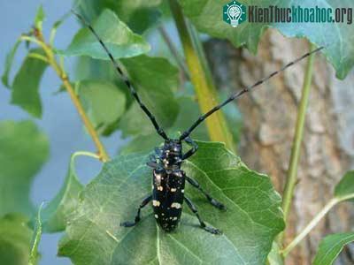 Mọt gỗ Anoplophora