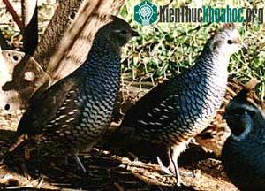 Cun cút có vảy - Chim Callipepla squamata ảnh 1