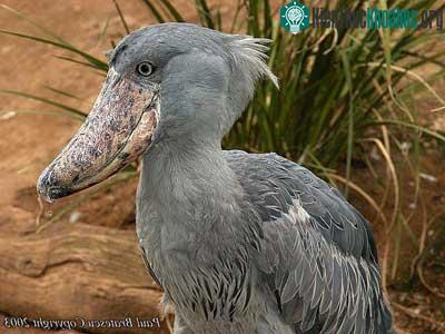 Cò mỏ giày Balaeniceps rex ảnh 1
