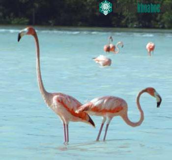 Flamingos đực đồng tính luyến ái cũng muốn nuôi con ảnh 1
