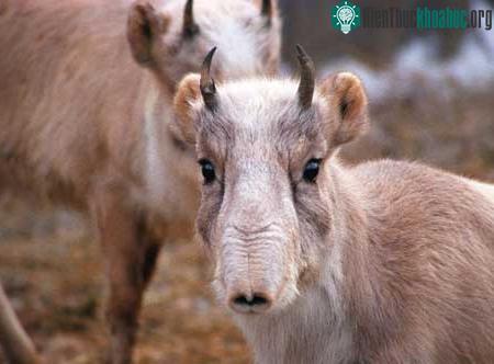 Linh dương Saiga ảnh 1